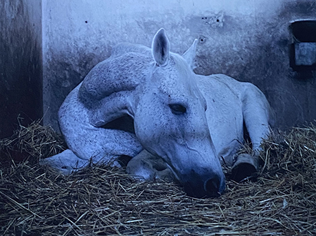 duetart - Charlotte Dumas, Robert Devriendt, Hellen Van Meene
